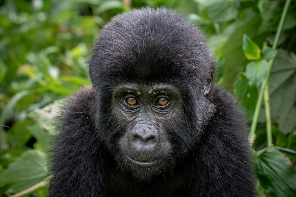 Mountain gorilla in Rwanda