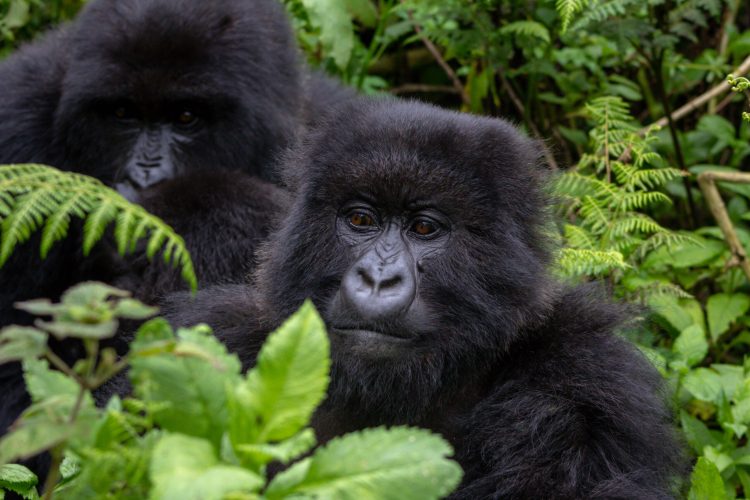 Mountain gorilla in Rwanda