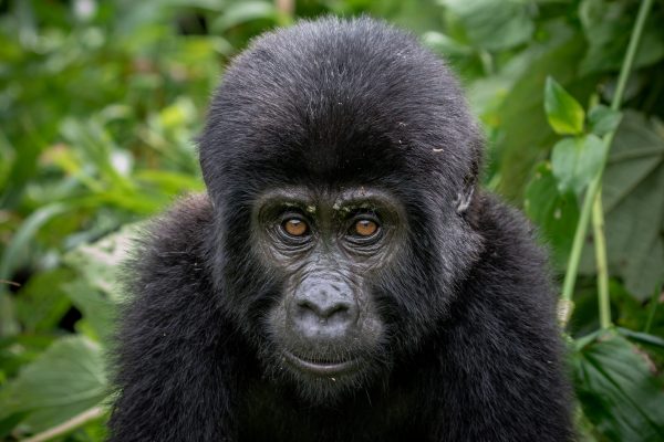 Mountain gorilla in Rwanda