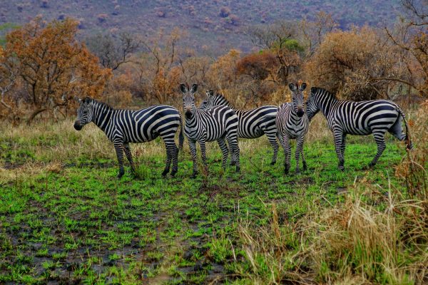 Zebras at Akagera National Park